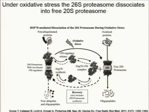 Is Proteasomal Decline a Driver og Cognitive Aging?
