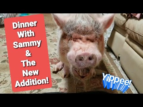 NEW ADDITION At The Sharyn Zoo /Dinner With Mini Pig Sammy!