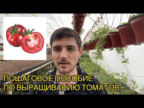 Методичка по выращиванию томатов от А до Я для начинающих