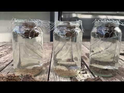 Deutliche Unterschiede beim Boden-Aggregatsstabilität-Test (Slake-Test)