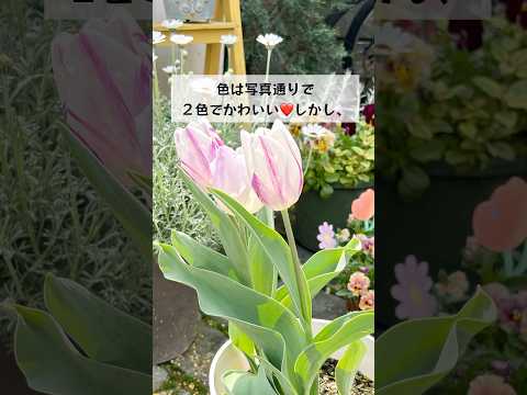 園芸 球根と根茎