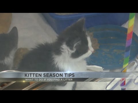 Found a litter of kittens? Here's what to do