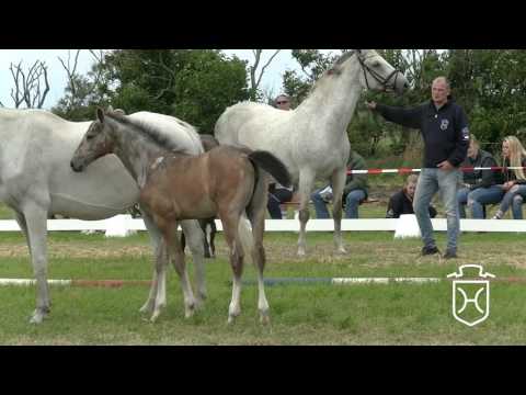 Holsteiner Fohlenchampionat 2016 - Föhr - Siegerstutenring