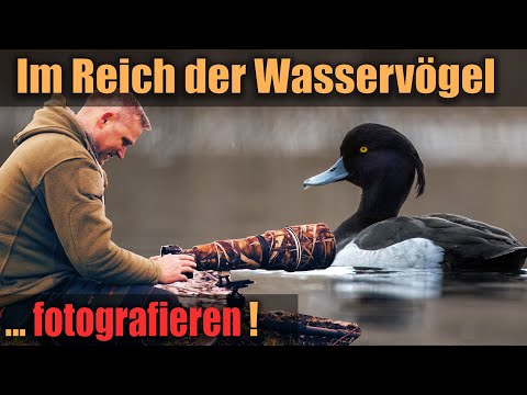 Reiherente und Haubentaucher ... fotografieren im Reich der Wasservögel