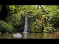 Your window into the New Zealand Bush | 10 hrs of relaxing waterfall white noise