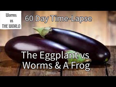 Time-lapse Egglplant vs 3,000 WORMS | Normal Playback speed | Frog is back and eating the bugs
