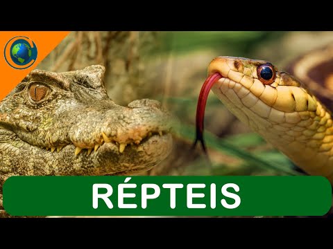 VERTEBRADOS - RÉPTEIS
