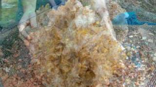 preview picture of video 'Museum Arkansas Quartz Crystal Cluster'