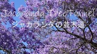 シドニージャカランダの並木道　Jacaranda Tree Tunnel オーストラリア生活　観光