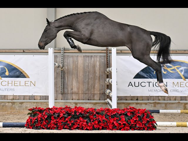 Wiske van het Lindehof