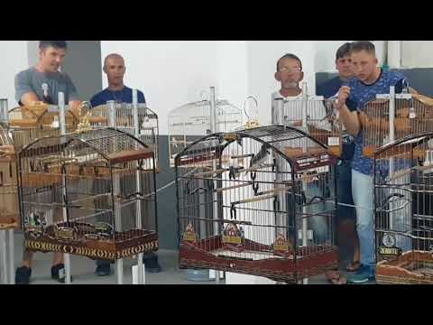 Torneio Fibra de Coleiro marcação final  realizado no CPCC em 11/02/2018 - Flash II