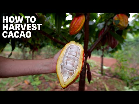 How to Harvest Cacao | Ep.91 | Craft Chocolate TV