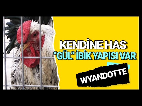 , title : 'Kendine Has Gülibik Yapısıyla "Wyandotte" - Süslü'