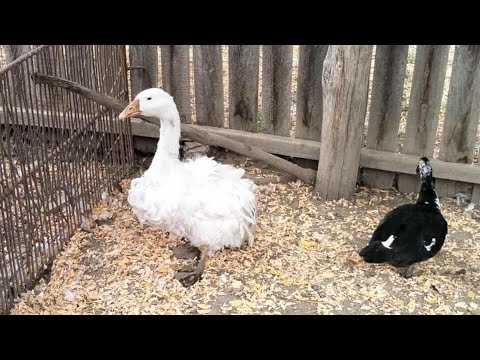 Toate păsările + noutăți! 