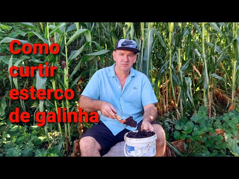 Como curtir o esterco de galinha e transformar em adubo orgânica