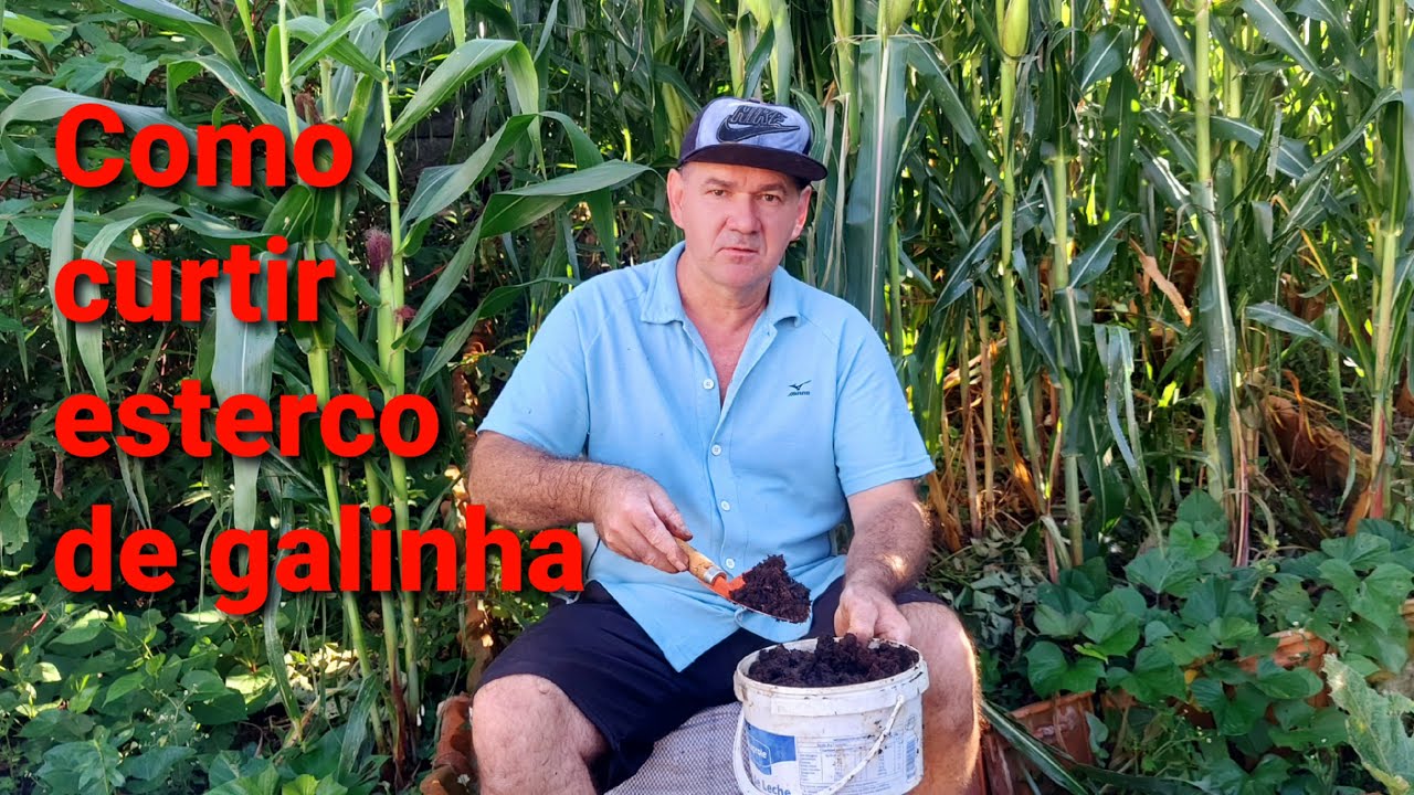 Como curtir o esterco de galinha e transformar em adubo orgânica