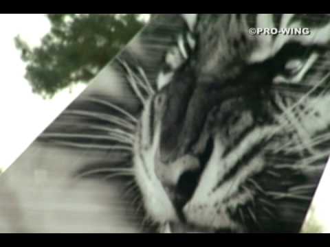 Nato Tiger Meet 2009