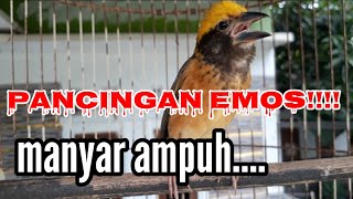 Download lagu manyar gacorrr panggil lawan auto nyauuuut untuk pancingan Manyar macet & bahan.@Kicauaustrong mp3 Download lagu manyar gacorrr panggil lawan auto nyauuuut untuk pancingan Manyar macet & bahan.@Kicauaustrong mp3