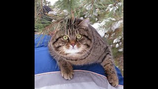 Под Тюменью живет лесной кот | 
