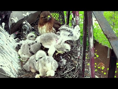 Red Tailed Hawk~Closeups from the chicks and Mom~11:45 AM 2022/05/14