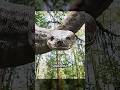 This Jungle Is Full Of Giant Pythons Movie Film