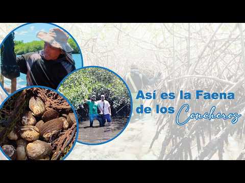 ASI SE CAPTURAN LAS CONCHAS 🤤🦪 - EL REALEJO NICARGUA