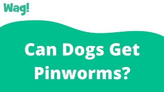 Can Dogs Get Pinworms? | Wag!