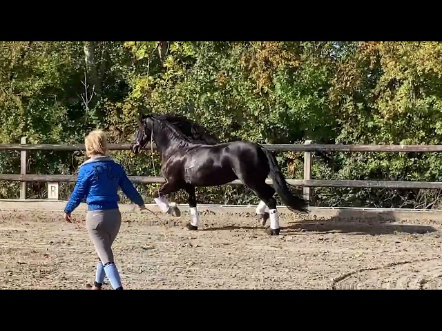 Draagmerrie Fries Te koop 2014 Zwart ,  BEART 411