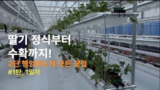 "딸기 정식부터 수확까지: 2단 헹잉배드의 모든 장점! #1탄, 1일차"