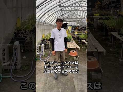  11月に温室に何を植えますか？冬に栽培を成功させるために温室を準備するにはどうすればよいですか？  庭園