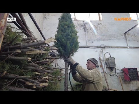 #ЁлкуКаждому: мэрия Магадана запускает праздничный конкурс