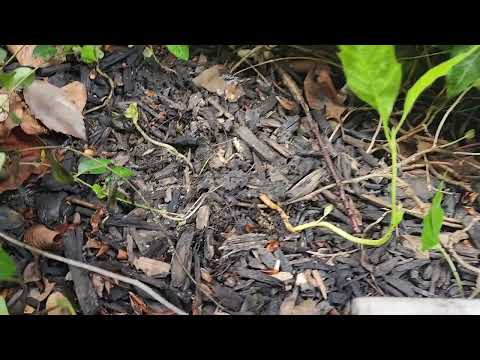 Mulch Beds Hiding the Ants in Gladstone, NJ