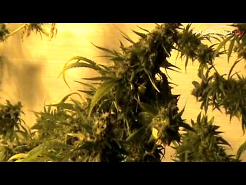 Małopolska.TV: CBŚ rozbiło plantację marihuany w N.Sączu