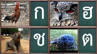 เพลง ก เอ๋ย ก ไก่ เพลงเด็ก  แบบดั้งเดิม ภาพจริง จำง่าย สนุกๆ - Learn Thai Alphabet