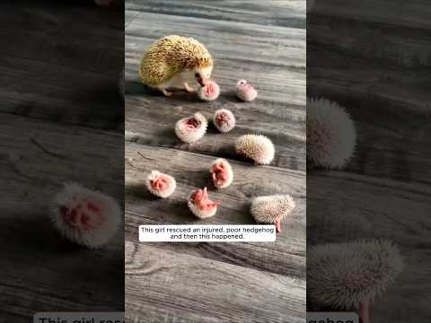 Rescue a hedgehog, and then #animalshorts #shortvideo #animalrescue