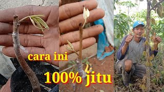 Download lagu surefire tricks for cutting durian at an early age, how to graft durian shoots without fail #cutt... mp3