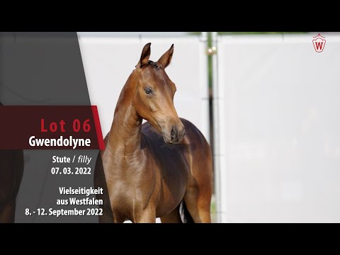 Online-Auktion Lot 06 Gewndolyne Stute v. FS Golden Highlight - Amar.Sensation