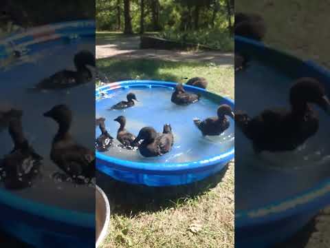 , title : 'Cayuga ducklings in a pool'