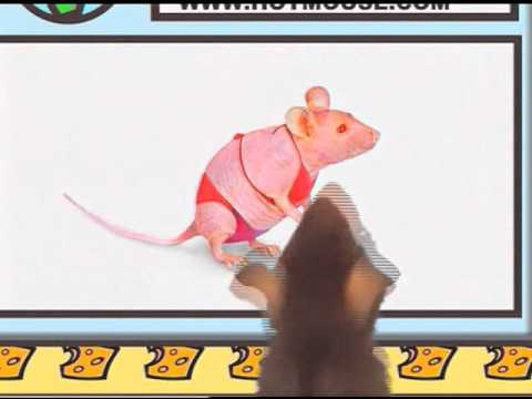 Internet Safty (Arabic)