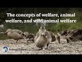 The Concepts Of Welfare Animal Welfare And Wild Animal Welfare