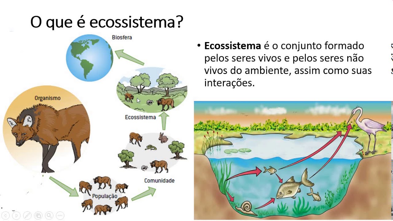 7 ano- Diversidade dos  Ecossistemas