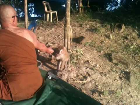 Mnich Karmi Małpy. Thai Buddhist Monk feeding the monkeys 1