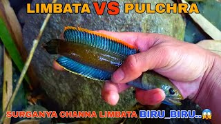 Download lagu Like Fishing for Blue Channa Pulchra Fish || Blue Channa Limbata mp3