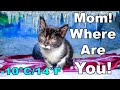 Poor Kitten Was Struggling For His Life In His Last Moments On A Cold Snowy Morning 10 C 14 F