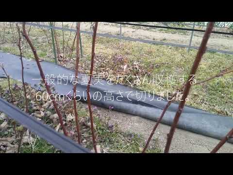 ラズベリーの茂みを剪定する時期と最善の方法は？ 2023 年の冬に実践すべきすべての正しい行動  庭園