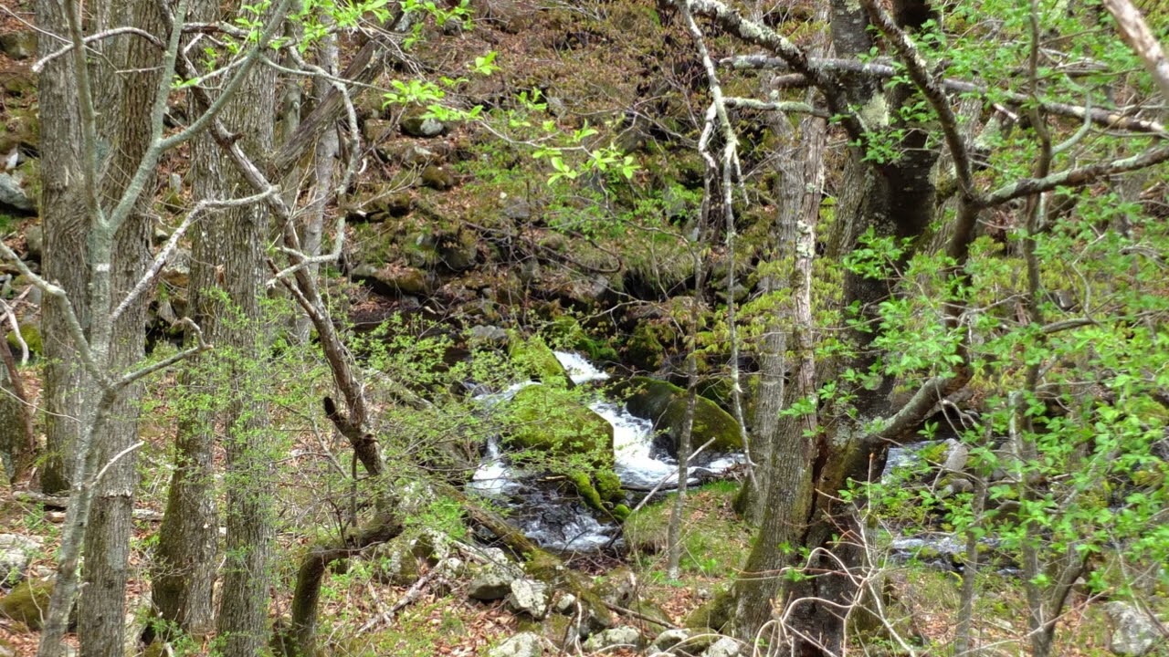 早春の渓流   旅の音景色