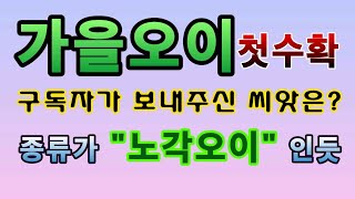 [텃밭농부.778]  가을오이 첫수확. 수퍼오이의 정체는?