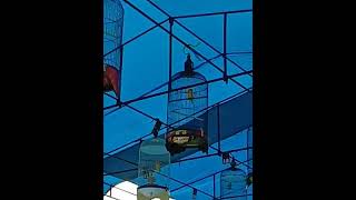 Download lagu LOVEBIRD KONSLET DURASI mp3