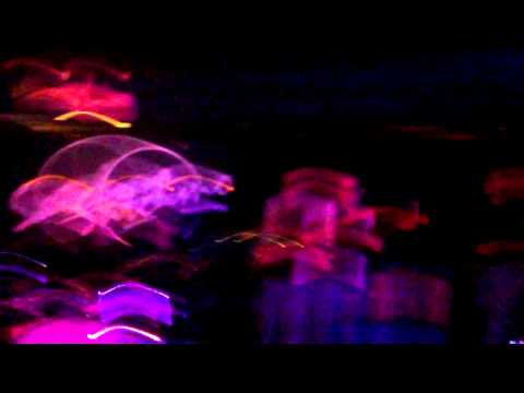 Rachelle Coba - Superstition