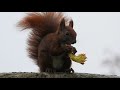 Egern spiser nødder